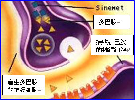 產生多巴胺的神經細胞